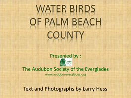 Water Birds of Palm Beach County