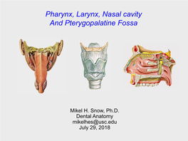 Pharynx, Larynx, Nasal Cavity and Pterygopalatine Fossa