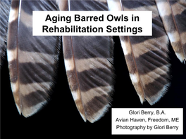 Aging Barred Owls in Rehabilitation Settings