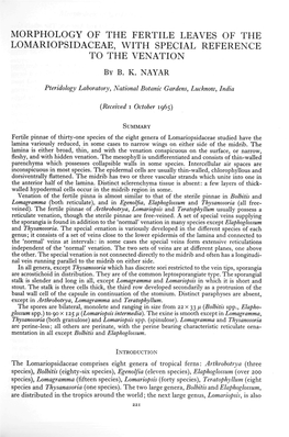 Morphology of the Fertile Leaves of the Lomariopsidaceae, with Special Reference to the Venation by B