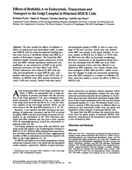 Effects of Brefeldin a on Endocytosis, Transcytosis and Transport to the Golgi Complex in Polarized MDCK Cells Kristian Prydz,* Steen H