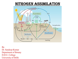 Nitrogen Assimilation