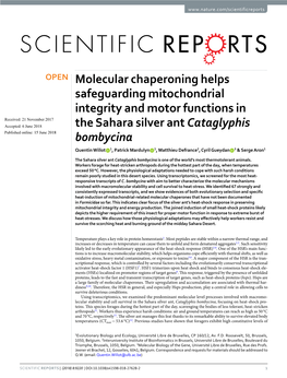 Molecular Chaperoning Helps Safeguarding Mitochondrial Integrity