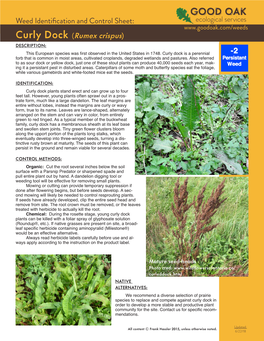 Curly Dock (Rumex Crispus) DESCRIPTION