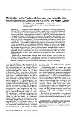 Mastication in the Tuatara, Sphenodon Punctatus (Reptilia: Rhynchocephalia): Structure and Activity of the Motor System