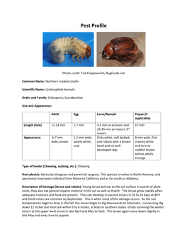 Northern Masked Chafer