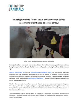 Investigation Into Fate of Cattle and Unweaned Calves Reconfirms Urgent Need to Revise EU Law