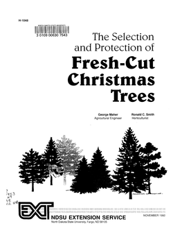 Fresh-Cut Christmas Trees