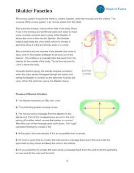 Bladder Function