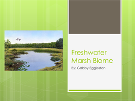 Freshwater Marsh Biome By: Gabby Eggleston Physical Characteristics