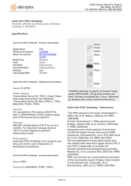 Goat Anti-TFEC Antibody Peptide-Affinity Purified Goat Antibody Catalog # Af2081a