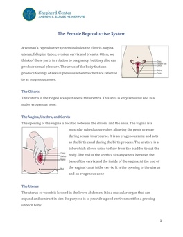 The Female Reproductive System