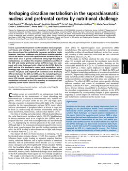 Reshaping Circadian Metabolism in the Suprachiasmatic Nucleus and Prefrontal Cortex by Nutritional Challenge