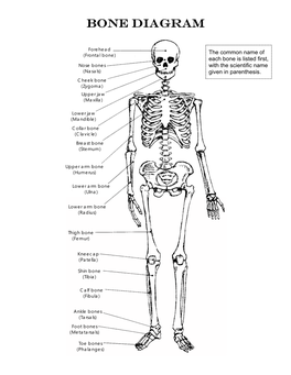 Bone Diagram.Pub