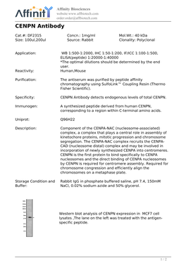 DF2315-CENPN Antibody
