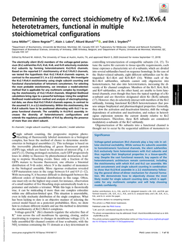 Determining the Correct Stoichiometry of Kv2.1/Kv6.4 Heterotetramers, Functional in Multiple Stoichiometrical Configurations