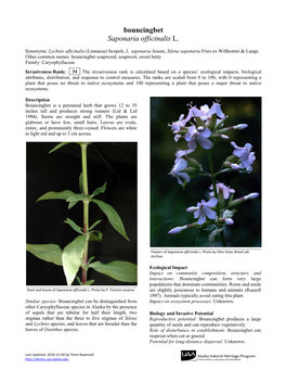 Bouncingbet Saponaria Officinalis L