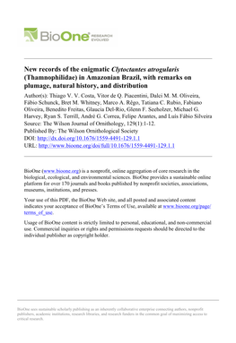 New Records of the Enigmatic Clytoctantes Atrogularis