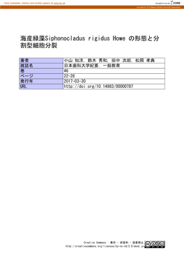 海産緑藻siphonocladus Rigidus Howe の形態と分 割型細胞分裂