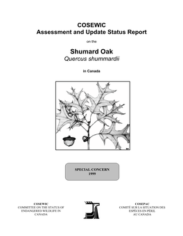 Shumard Oak Quercus Shummardii