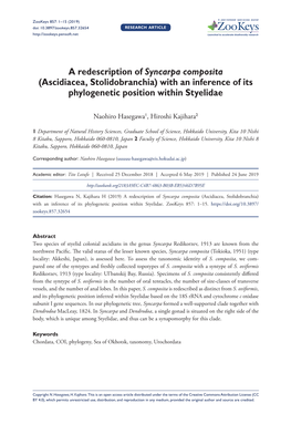 A Redescription of Syncarpa Composita (Ascidiacea, Stolidobranchia) with an Inference of Its Phylogenetic Position Within Styelidae