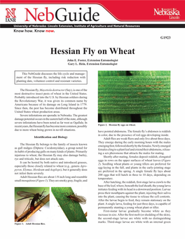 Hessian Fly on Wheat John E