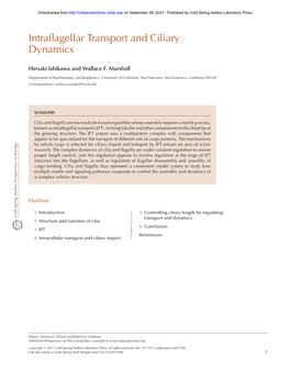 Intraflagellar Transport and Ciliary Dynamics