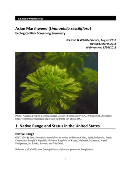 Asian Marshweed (Limnophila Sessiliflora) ERSS