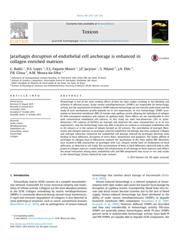 Jararhagin Disruption of Endothelial Cell Anchorage Is Enhanced in Collagen Enriched Matrices