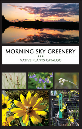 Morningskygreenery Catalog.Pdf