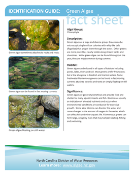 Green Algae Fact Sheet Algal Group: Chlorophyta