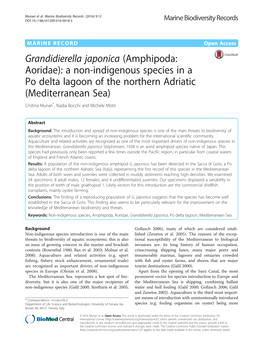 Grandidierella Japonica (Amphipoda: Aoridae)