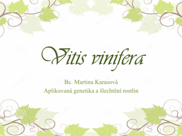 Vitis Vinifera