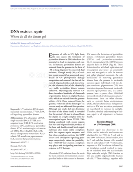 DNA Excision Repair Where Do All the Dimers Go?