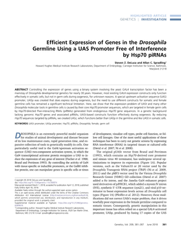 Efficient Expression of Genes in the Drosophila Germline Using a UAS
