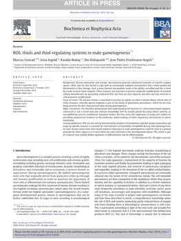 ROS, Thiols and Thiol-Regulating Systems in Male Gametogenesis☆
