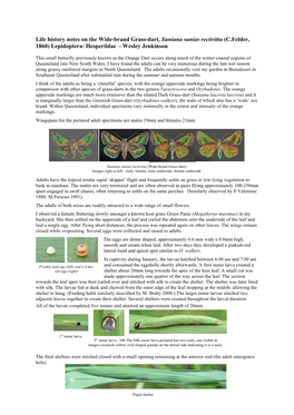 Life History Notes on the Wide-Brand Grass-Dart, Suniana Sunias Rectivitta (C.Felder, 1860) Lepidoptera: Hesperiidae - Wesley Jenkinson