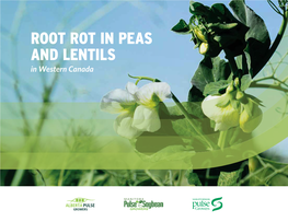 Root Rot in Peas and Lentils