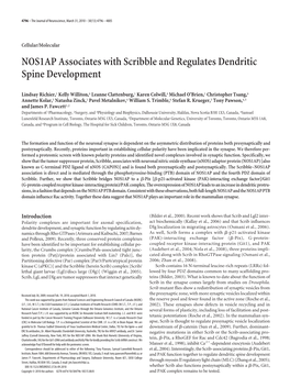 NOS1AP Associates with Scribble and Regulates Dendritic Spine Development