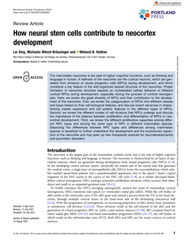 How Neural Stem Cells Contribute to Neocortex Development