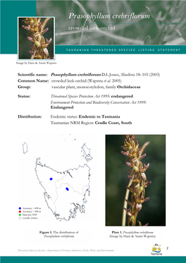 Prasophyllum Crebriflorum (Crowded Leek-Orchid)