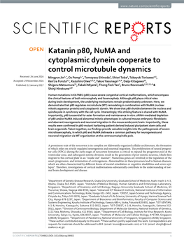 Katanin P80, Numa and Cytoplasmic Dynein Cooperate to Control