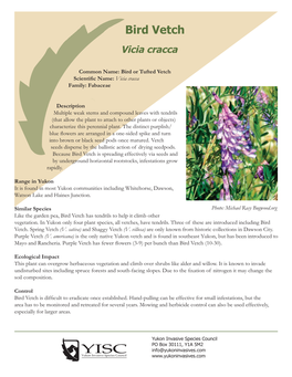 Bird Vetch Vicia Cracca