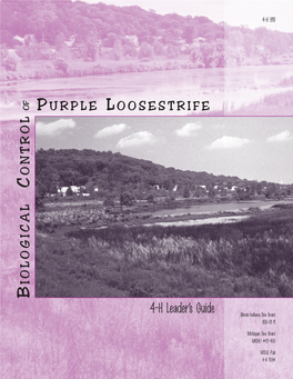 Purple Loosestrife