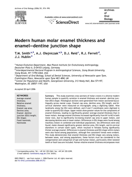 Modern Human Molar Enamel Thickness and Enamel—Dentine Junction Shape