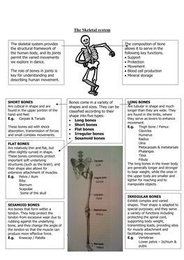 The Skeletal System