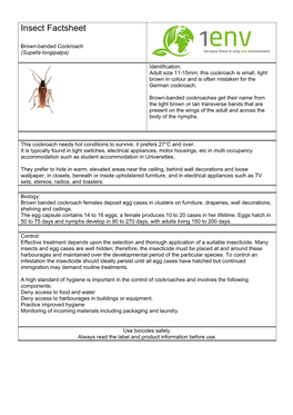 Brown Banded Cockroach Females Deposit Egg Cases in Clusters on Furniture, Draperies, Wall Decorations, Shelving and Ceilings