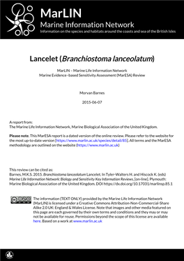 Lancelet (Branchiostoma Lanceolatum)