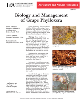 Biology and Management of Grape Phylloxera