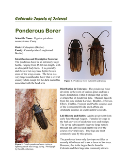 Ponderous Borer